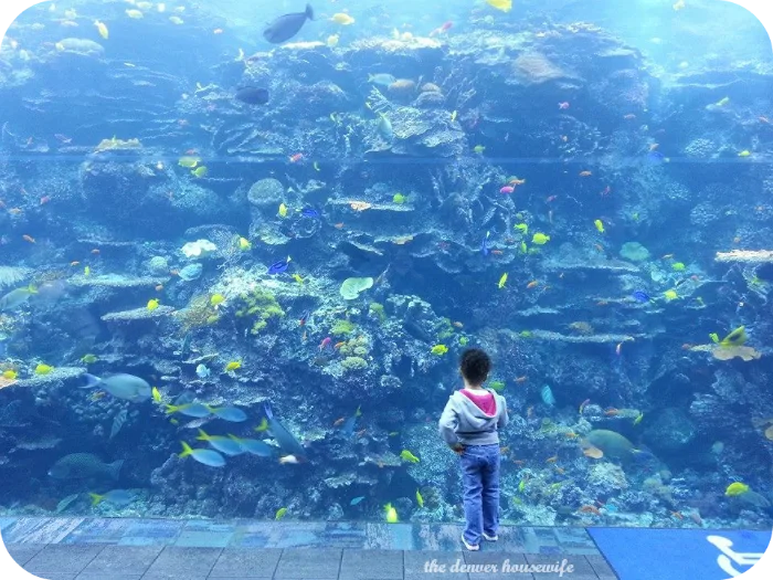 georgia aquarium