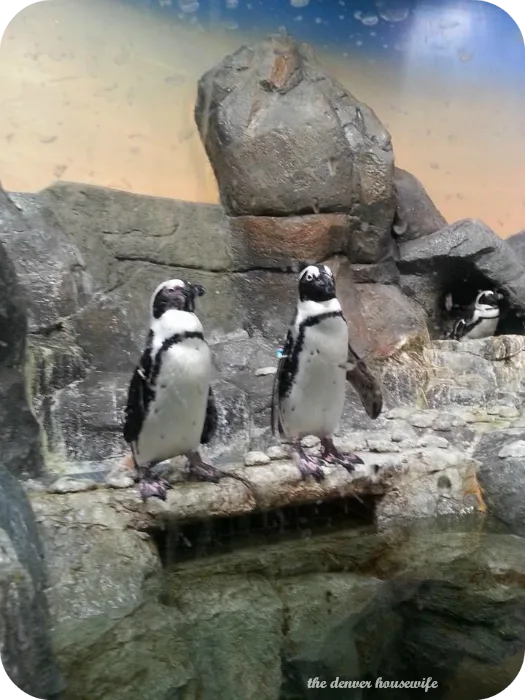 georgia aquarium penguins
