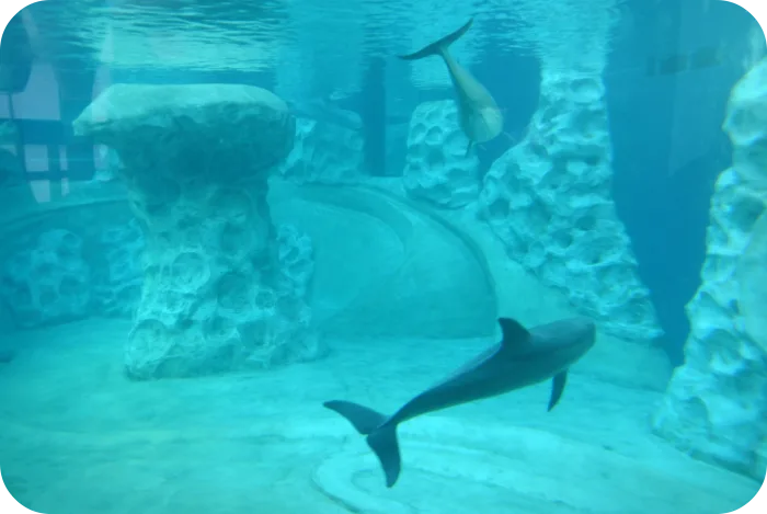 georgia aquarium dolphins