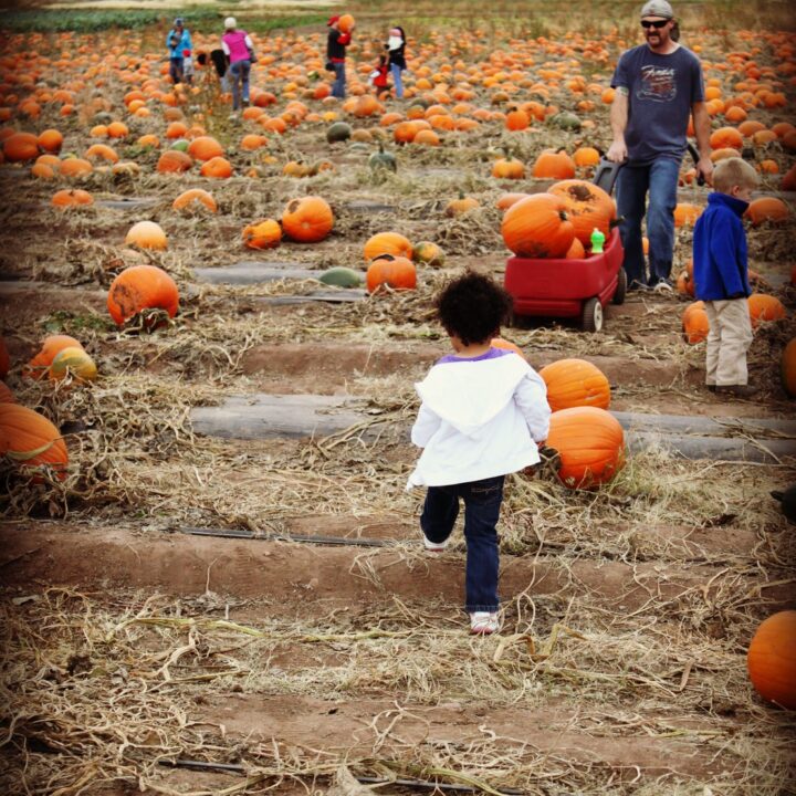 Our trip to the Pumpkin Festival at Denver Botanic Garden!