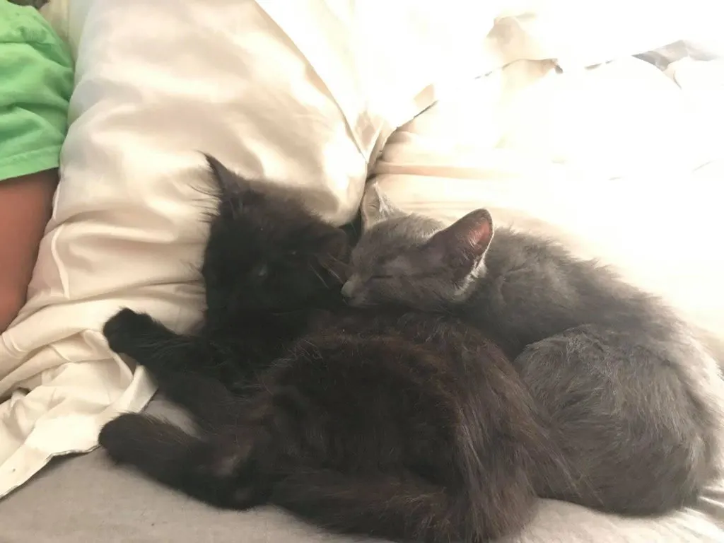 Kitties Sleeping