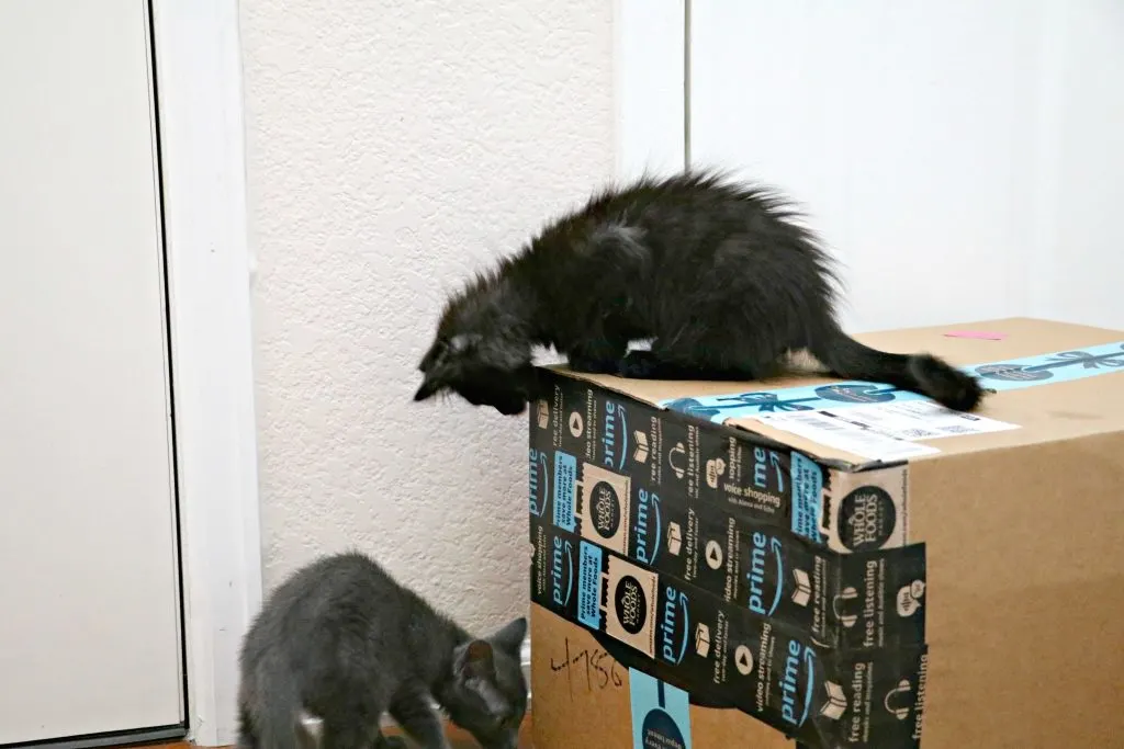 Cats with Amazon Box