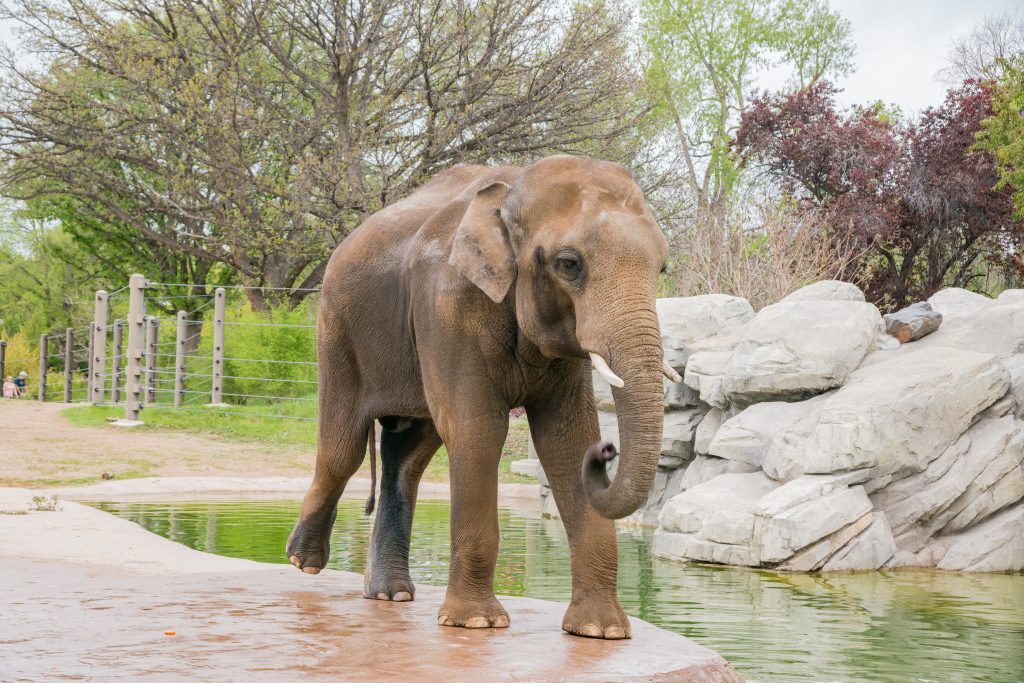 Elephants at the Denver Zoo
