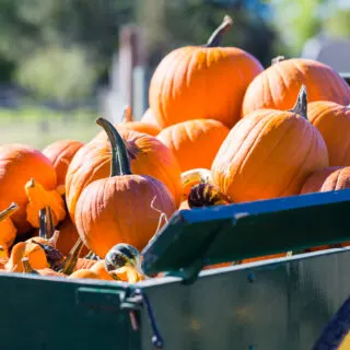 best denver pumpkin patch