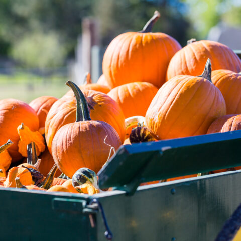 2023 Best Denver Pumpkin Patches » The Denver Housewife