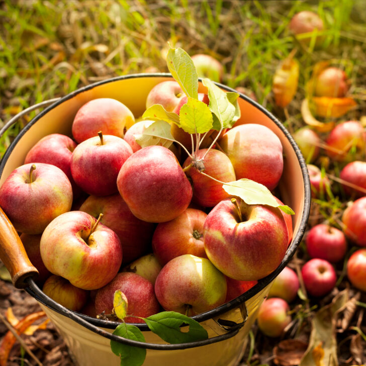 Colorado Apple Picking & Pick Your Own Farms