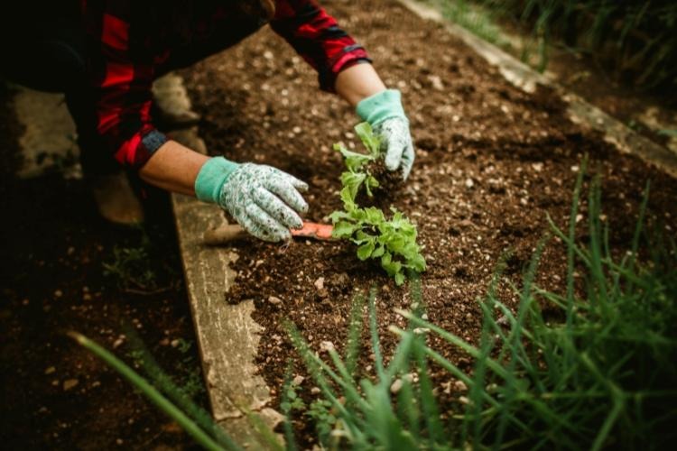 Gardener Working in Garden